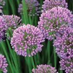 Allium Millenium