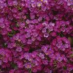 Alyssum Clear Crystals Purple Shades