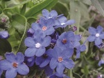 Anchusa Blue Angel