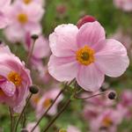 Anemone Pink Saucer