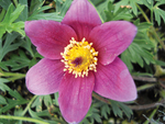 Anemone Rubra