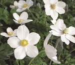 Anemone Sylvestris White