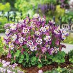 aquilegia Early Bird Purple White