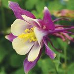 Aquilegia Early Bird Purple Yellow