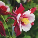 Aquilegia Early Bird Red White