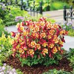 Aquilegia Earlybird Red Yellow