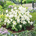 Aquilegia Earlybird White