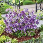 Aquilegia Earlybird Purple Blue
