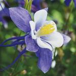 Aquilegia Earlybird Blue white