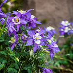 Aquilegia Kirigami Deep Blue & White