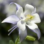 Aquilegia Kirigami Light Blue & White
