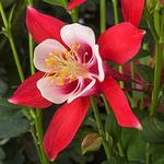 Aquilegia Kirigami Red & White