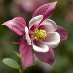 Aquilegia Kirigami Rose & Pink