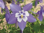 Aquilegia Spring Magic Blue & White