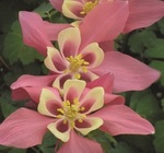 Aquilegia Spring Magic Rose & Ivory