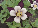 Aquilegia Swan Violet & White