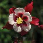 Aquilegia Winky Red White