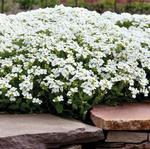 Arabis Catwalk White