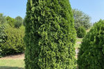 Arborvitae First Editions® Tall Guy®