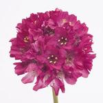 Armeria Morning Star Deep Rose