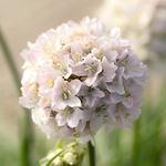 Armeria Morning Star White