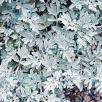 Artemisia Mori's Strain