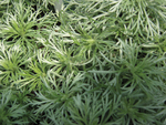 Artemisia Silver Mound