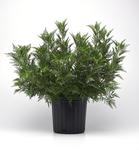 Artemisia SunFern Olympia