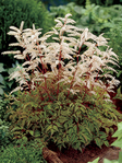 Aruncus Aethusifolius Noble Spirit Dwarf 10