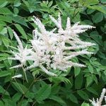 Aruncus Dioicus