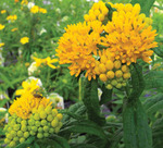 Asclepias Hello Yellow-Tuberosa