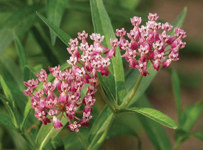 Asclepias Cinderella Pink Incarnata - Goode Greenhouses