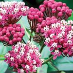 Asclepias Soulmate