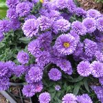 Henry 1 Purple