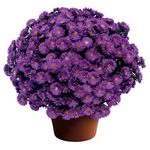 Magic Purple