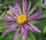 Aster Purple Dome