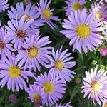 Aster Wood's Light Blue