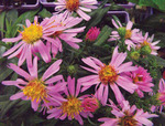 Aster Wood's Pink