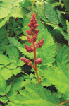 Astilbe Chinensis Visions