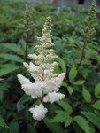 Astilbe White Gloria