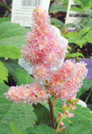 Astilbe Peach Blossom