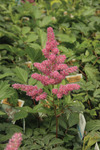 Astilbe  Pink Rhineland