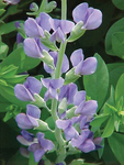 Baptisia Australis False Indigo