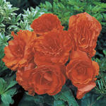 Begonia Non Stop Orange