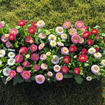 Bellis BellaDaisy Mix