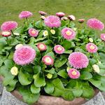 Bellis BellaDaisy Pink