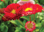 Bellis Bellissima Red