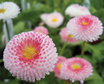 Bellis Bellissima Rose Bicolor