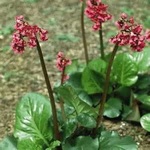 Bergenia Red Beauty
