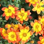 Bidens Bidy Boom Wildfire